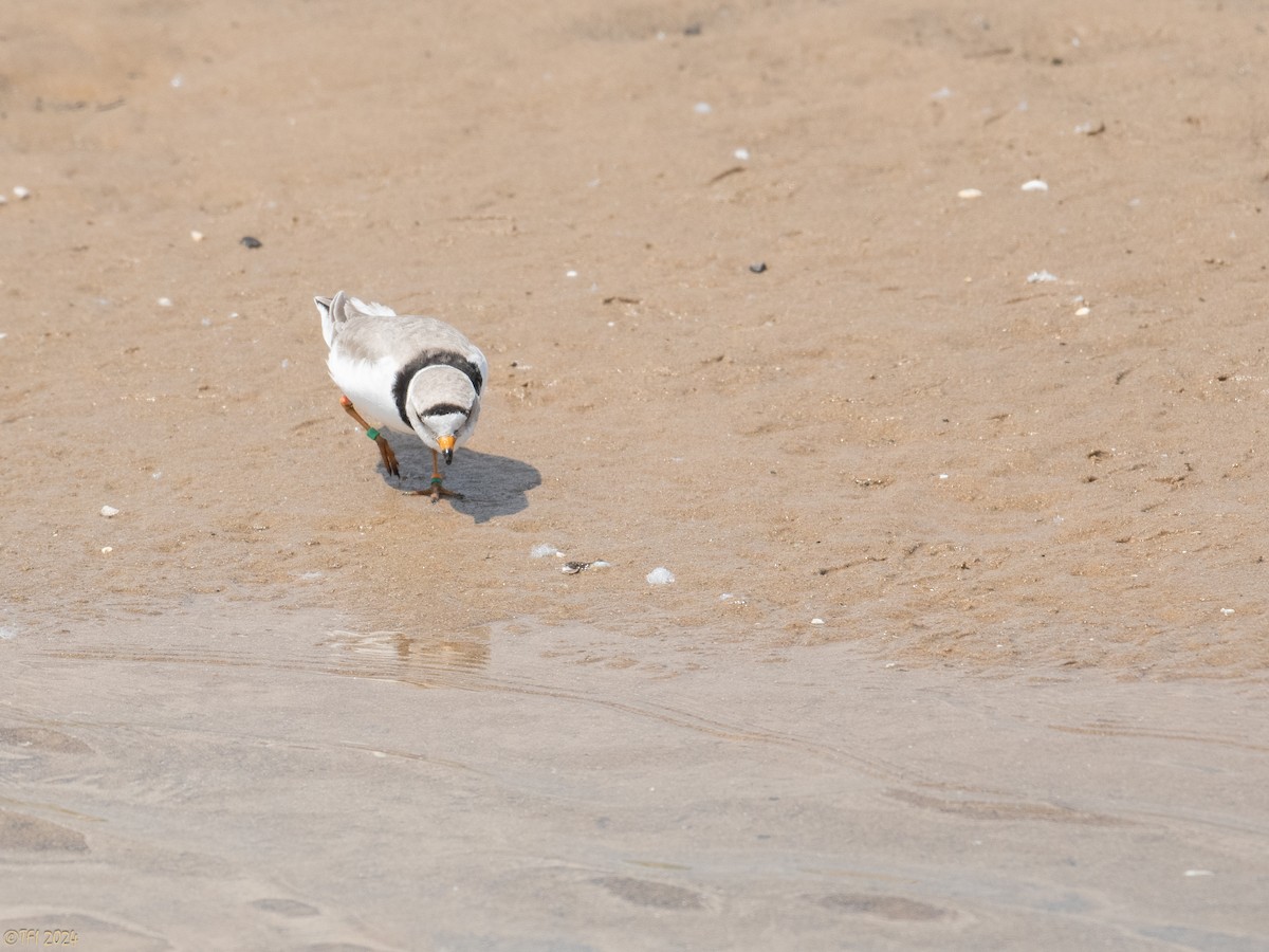 Piping Plover - ML619571625