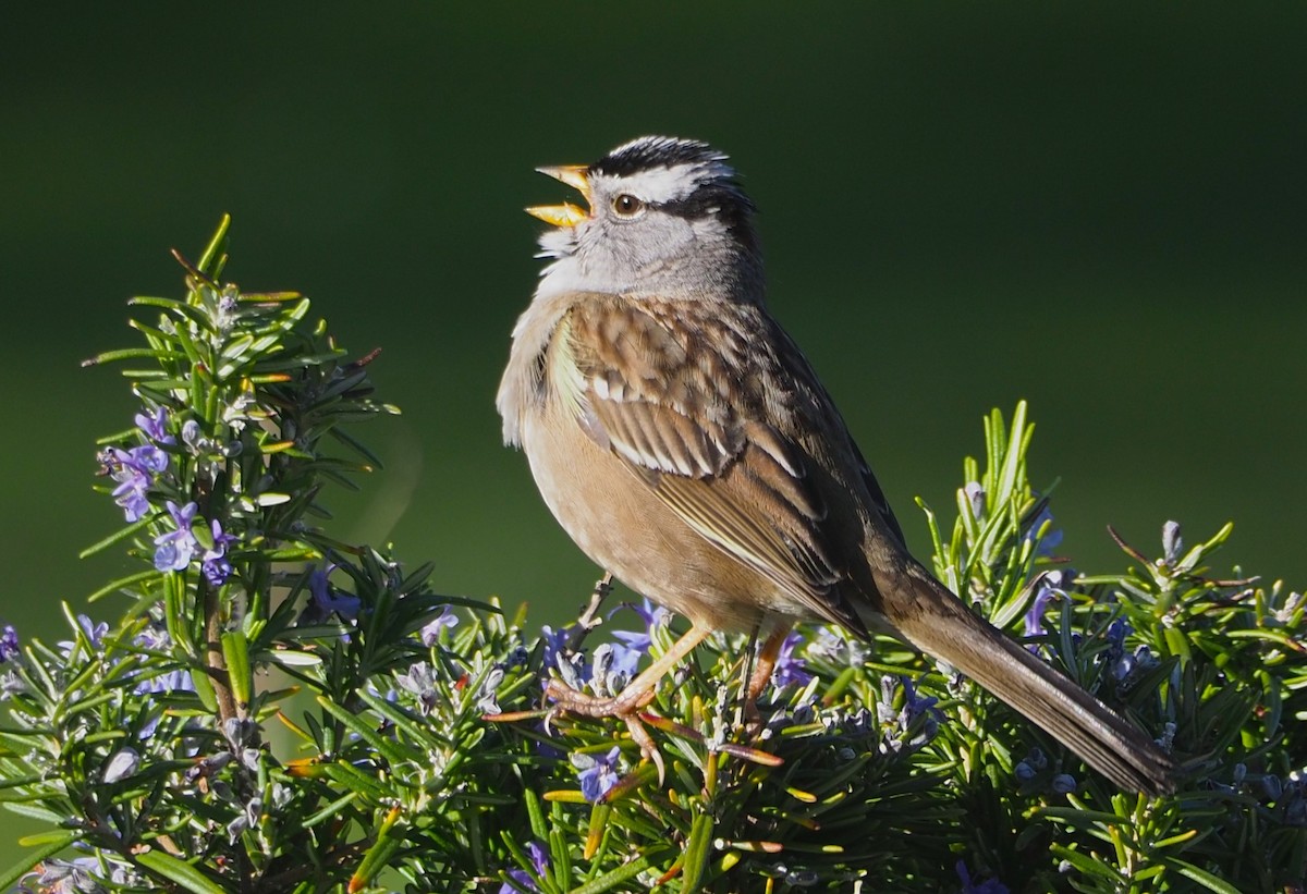 White-crowned Sparrow - ML619571630