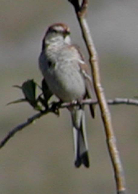 American Tree Sparrow - ML619571641