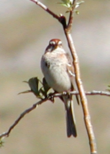 American Tree Sparrow - ML619571642