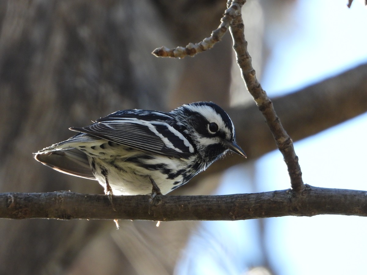 Black-and-white Warbler - ML619571656