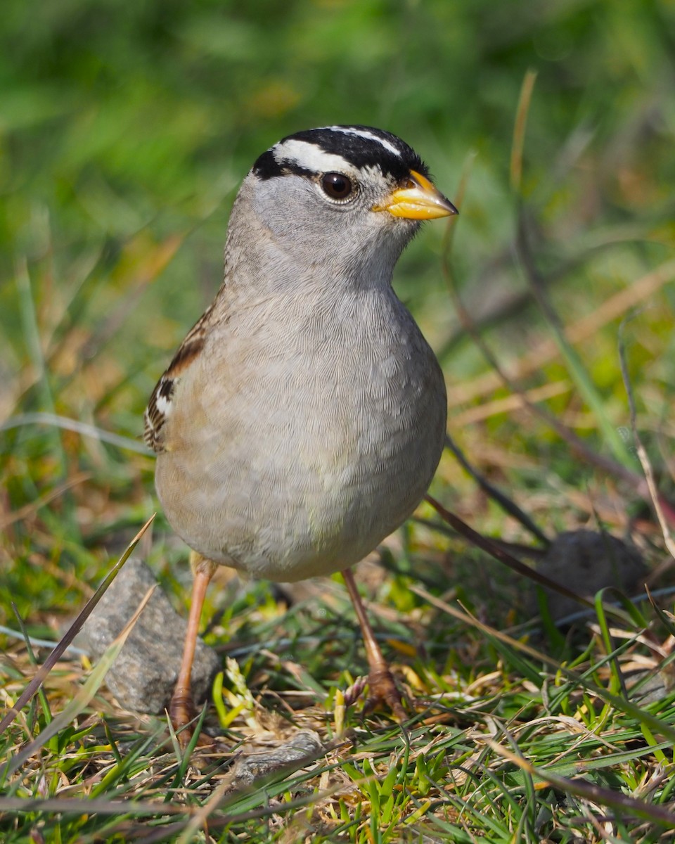 White-crowned Sparrow - ML619571666
