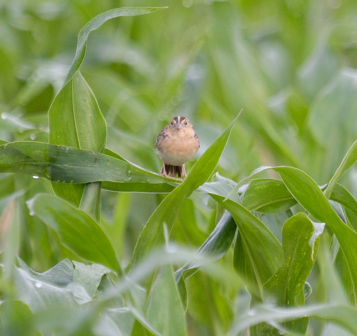 Grasshopper Sparrow - ML619571669