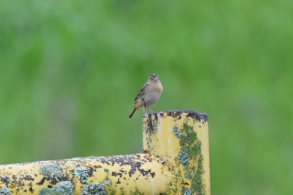 Grasshopper Sparrow - ML619571673