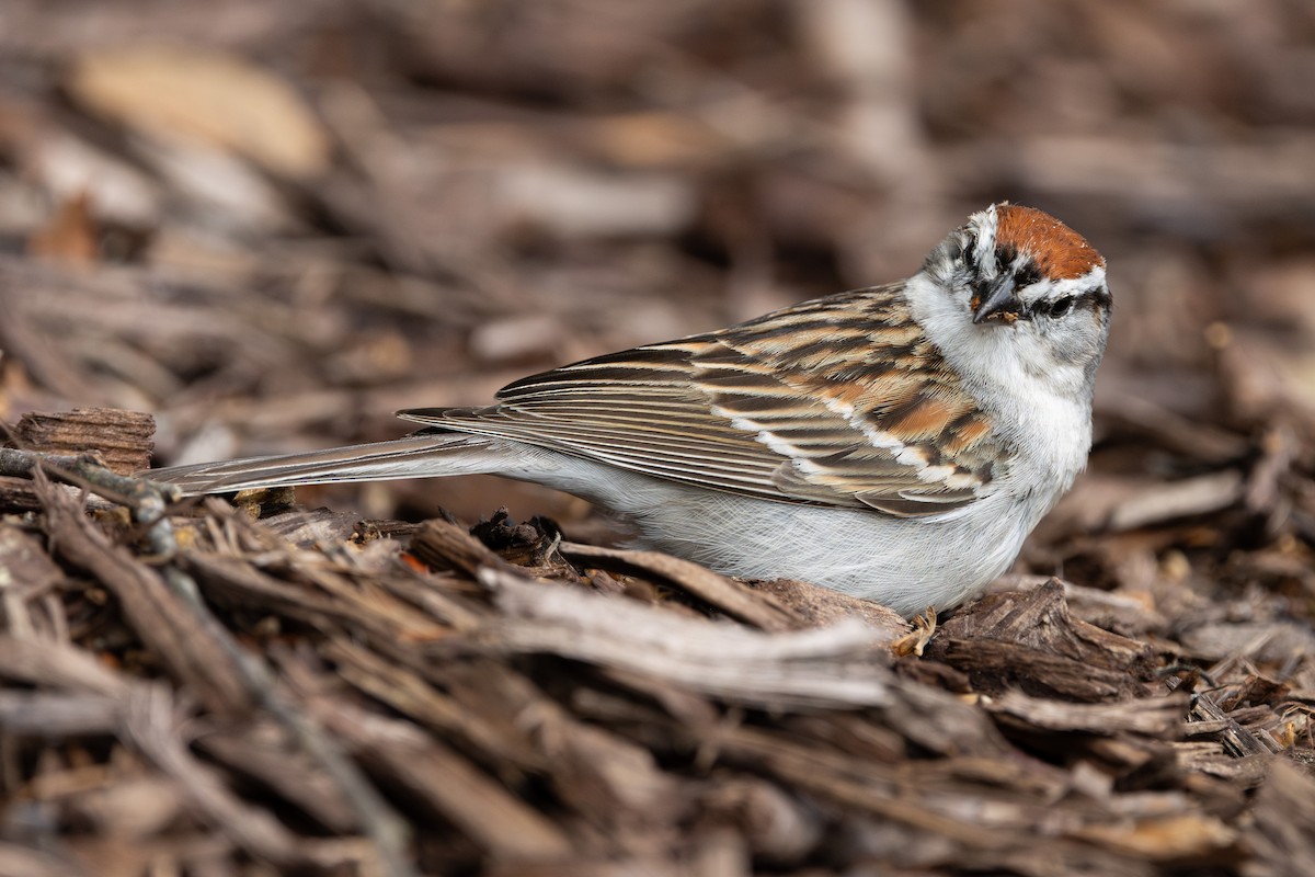 Chipping Sparrow - ML619571676