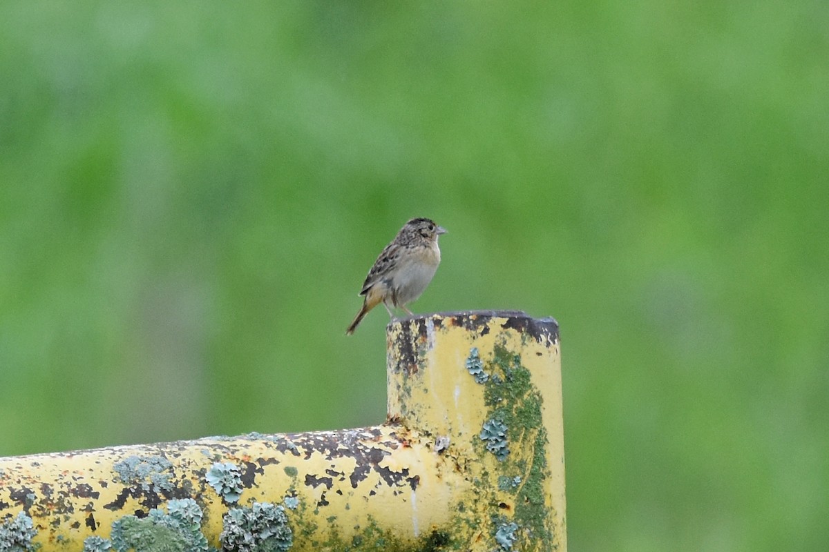 Grasshopper Sparrow - ML619571677