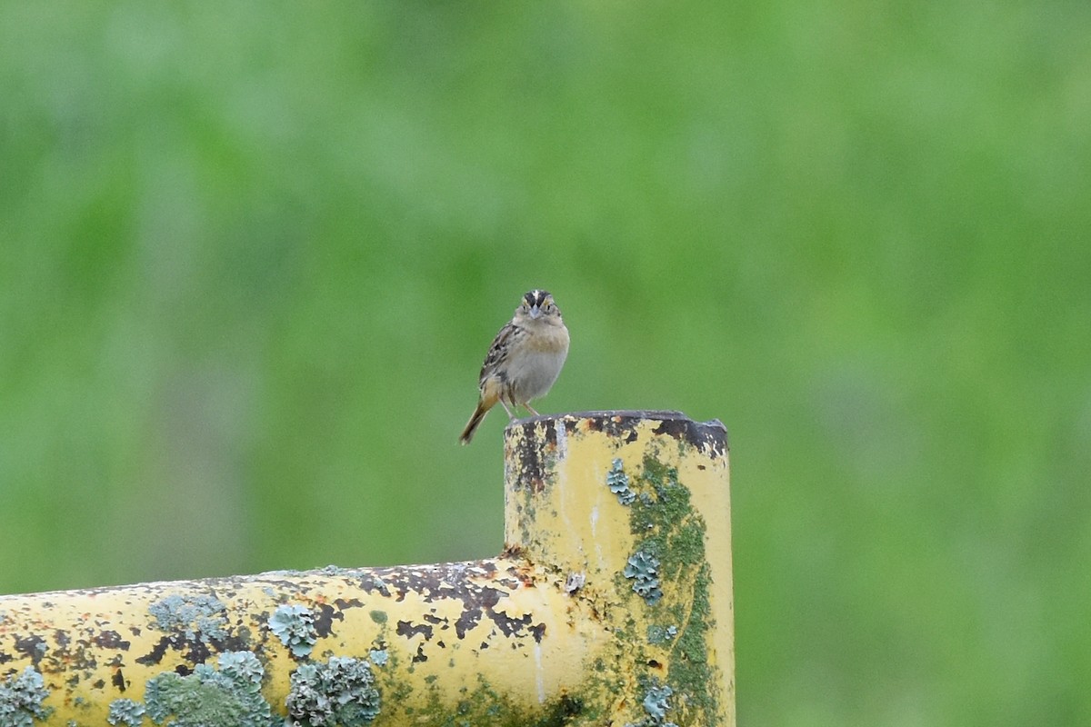 Grasshopper Sparrow - ML619571682