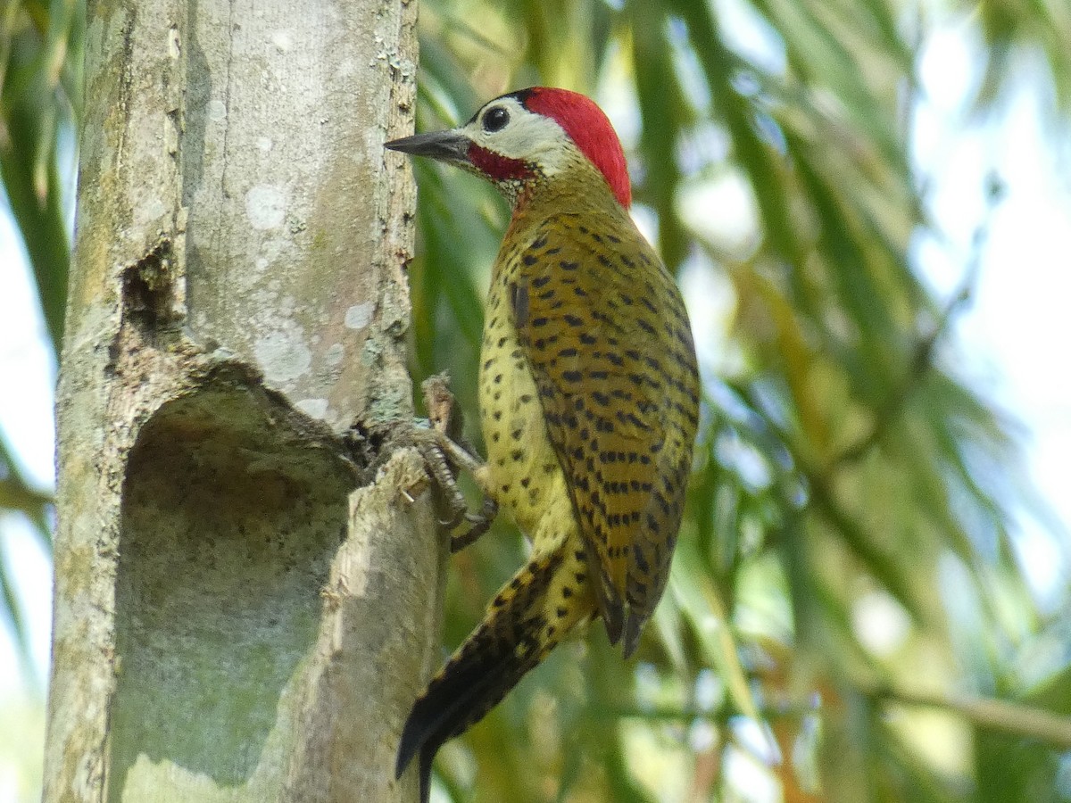 Spot-breasted Woodpecker - ML619571698