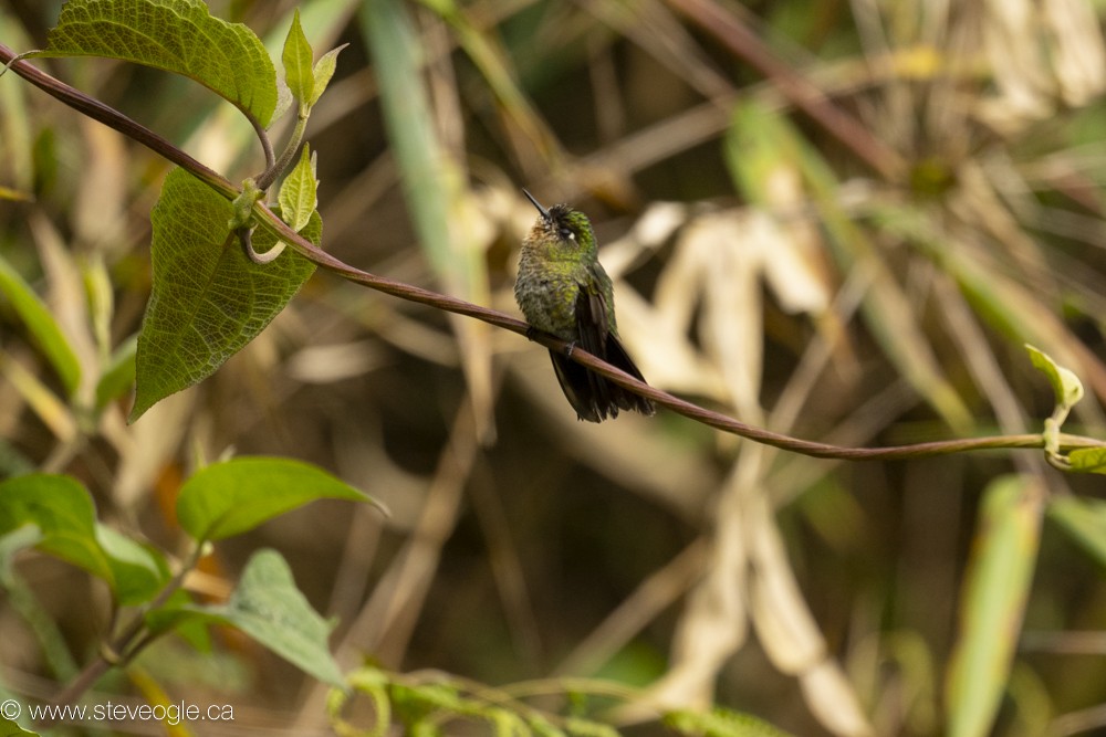 kolibřík dřišťálový - ML619571714