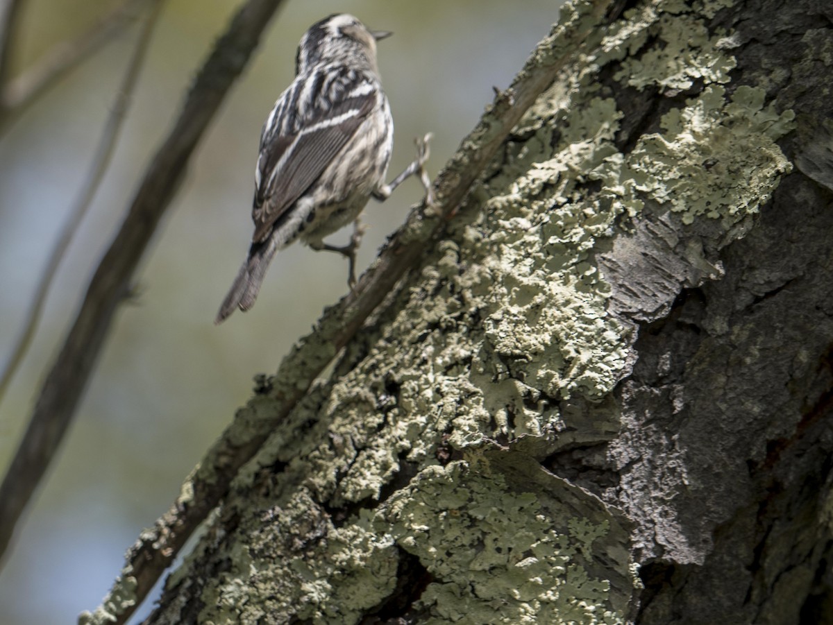 Black-and-white Warbler - ML619571716