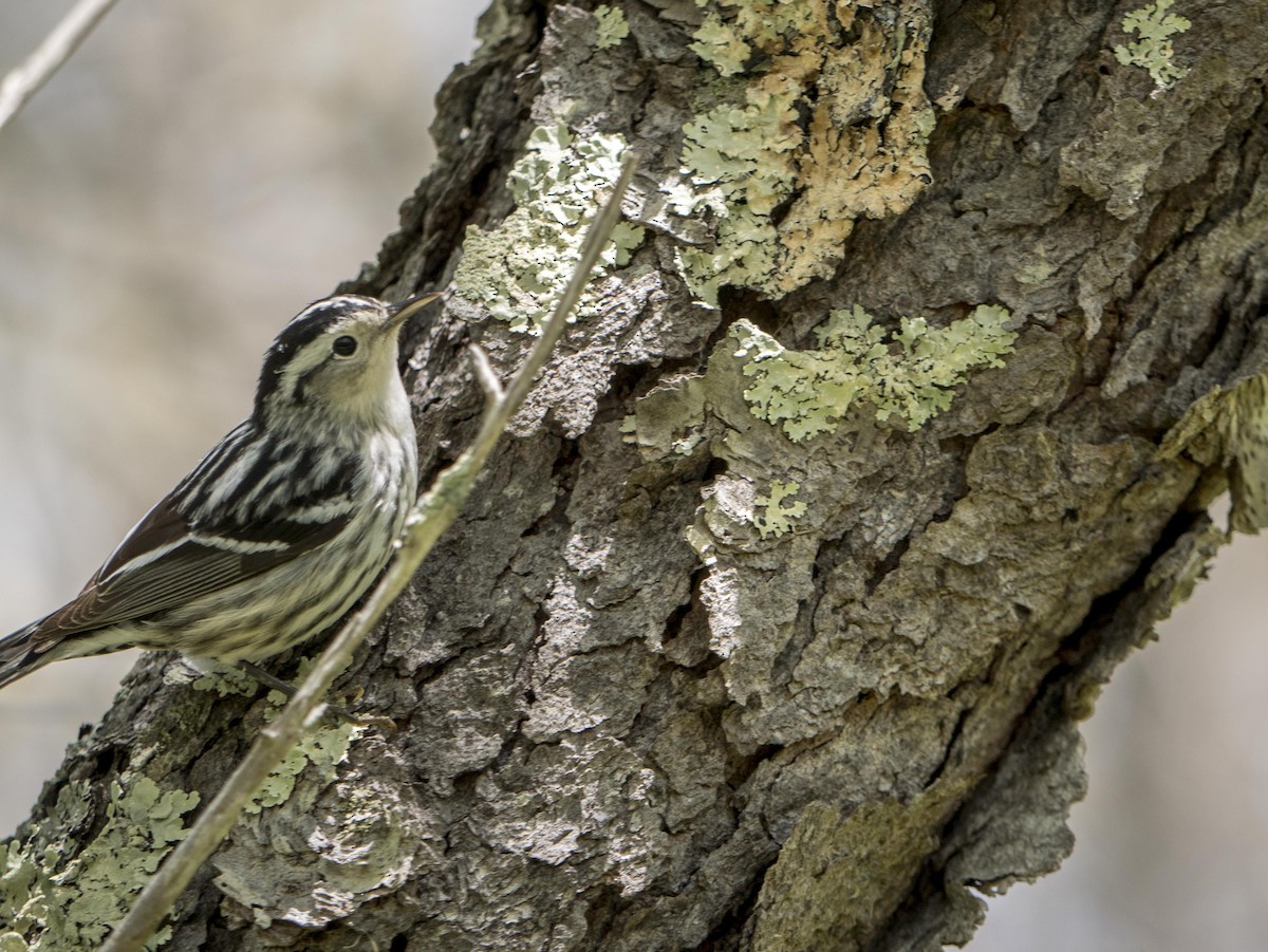 Black-and-white Warbler - ML619571717