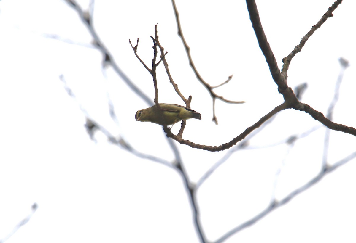 Tickell's Leaf Warbler - ML619571729