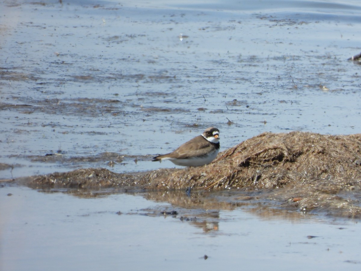 Semipalmated Plover - ML619571734