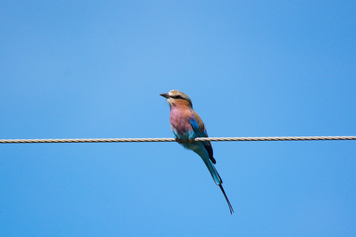 Lilac-breasted Roller - ML619571736