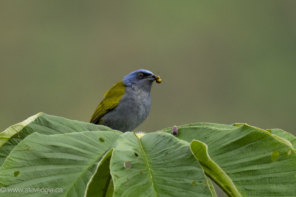 Blue-capped Tanager - ML619571743
