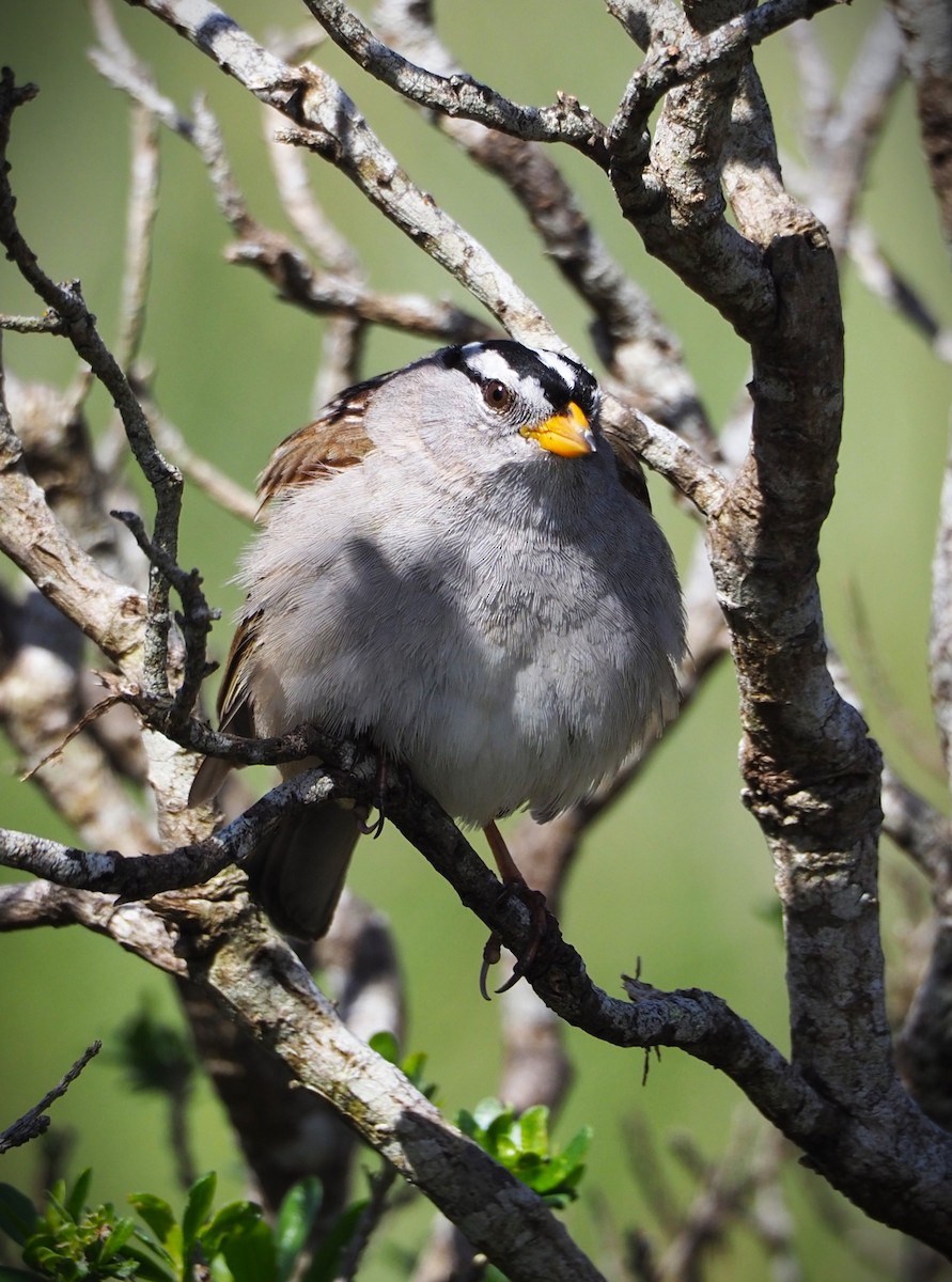 White-crowned Sparrow - ML619571748
