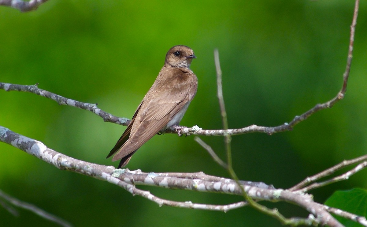 Northern Rough-winged Swallow - ML619571756