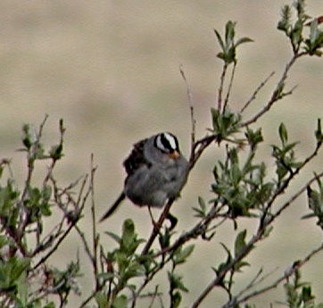 White-crowned Sparrow - ML619571770