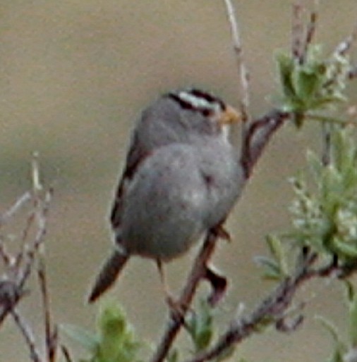 White-crowned Sparrow - ML619571771