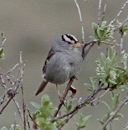 White-crowned Sparrow - ML619571772