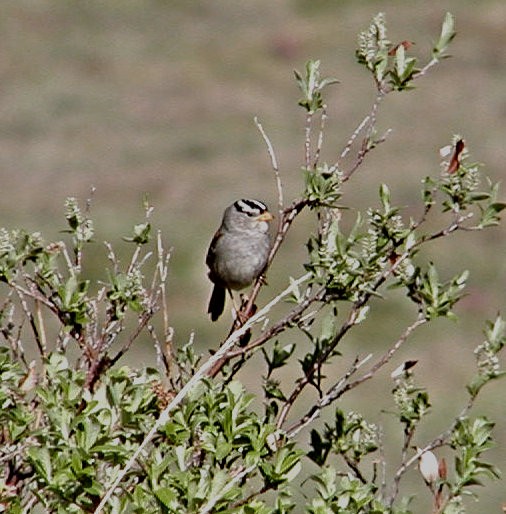 White-crowned Sparrow - ML619571773