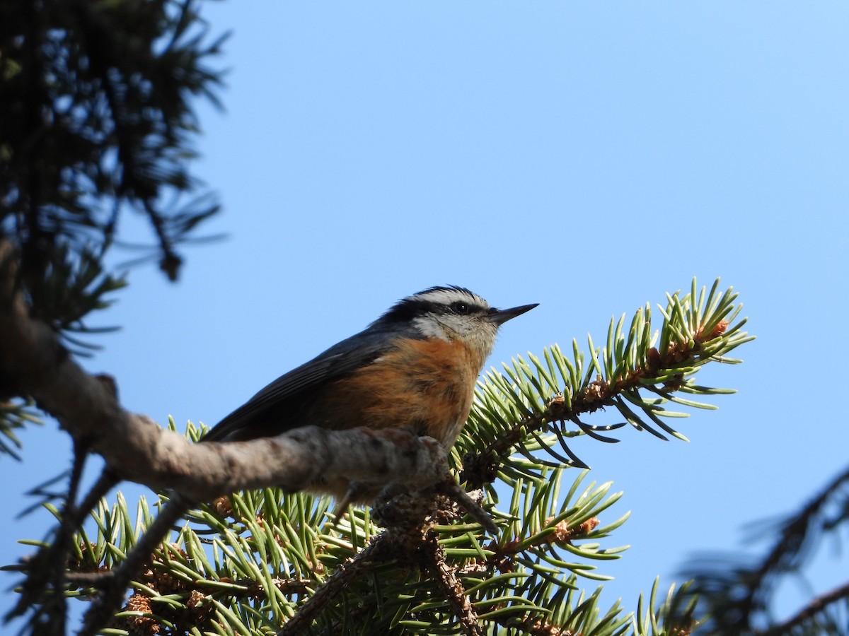 Red-breasted Nuthatch - ML619571799
