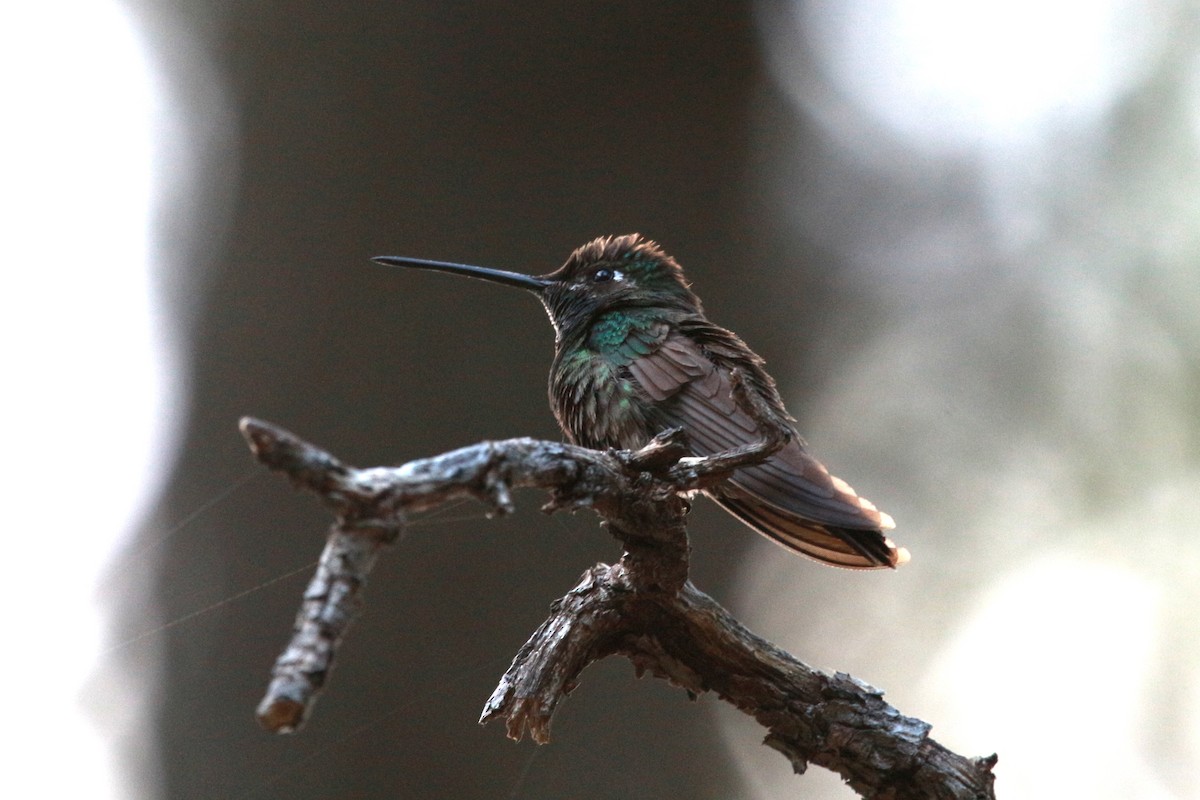Rivoli's Hummingbird - ML619571804