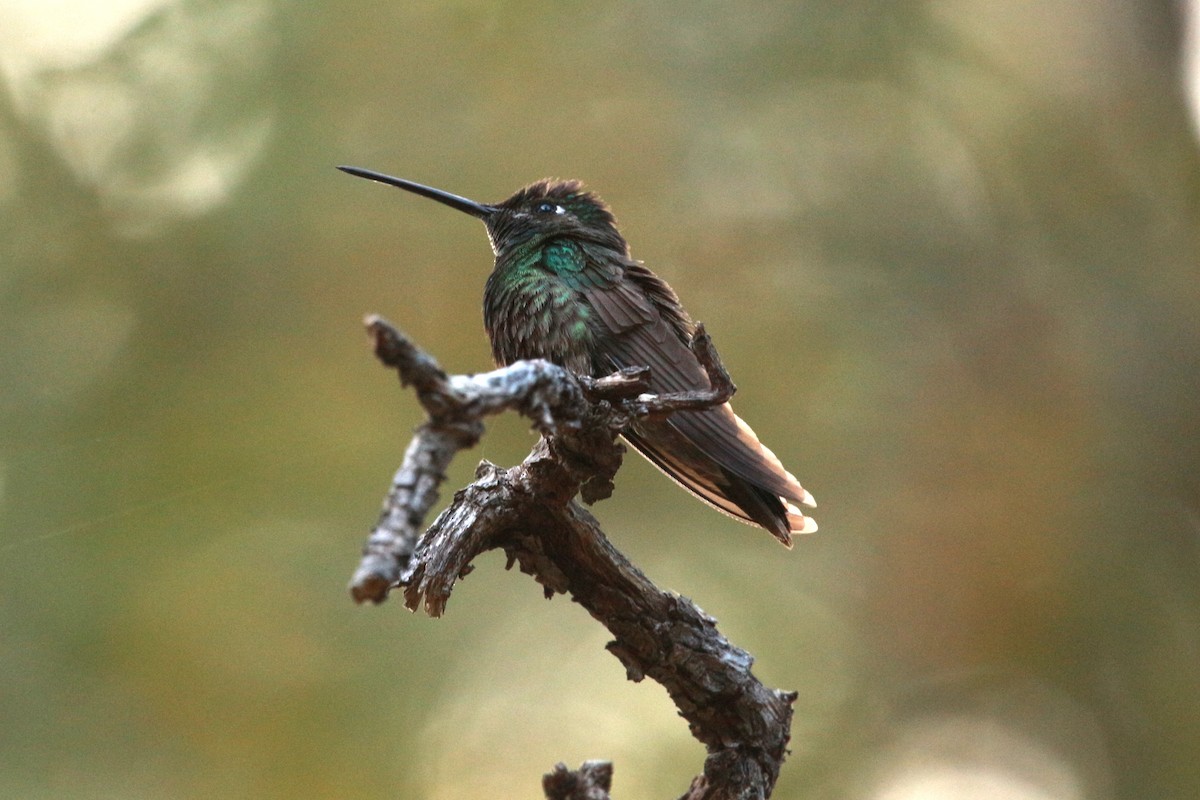 Rivoli's Hummingbird - ML619571806