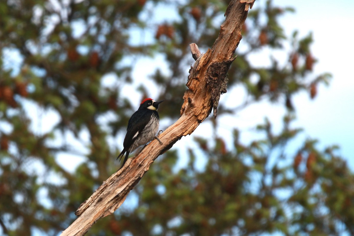 Acorn Woodpecker - ML619571814