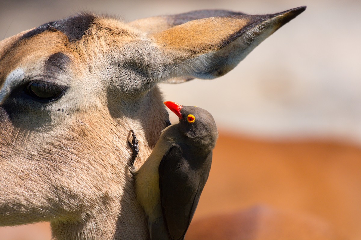 Red-billed Oxpecker - ML619571847