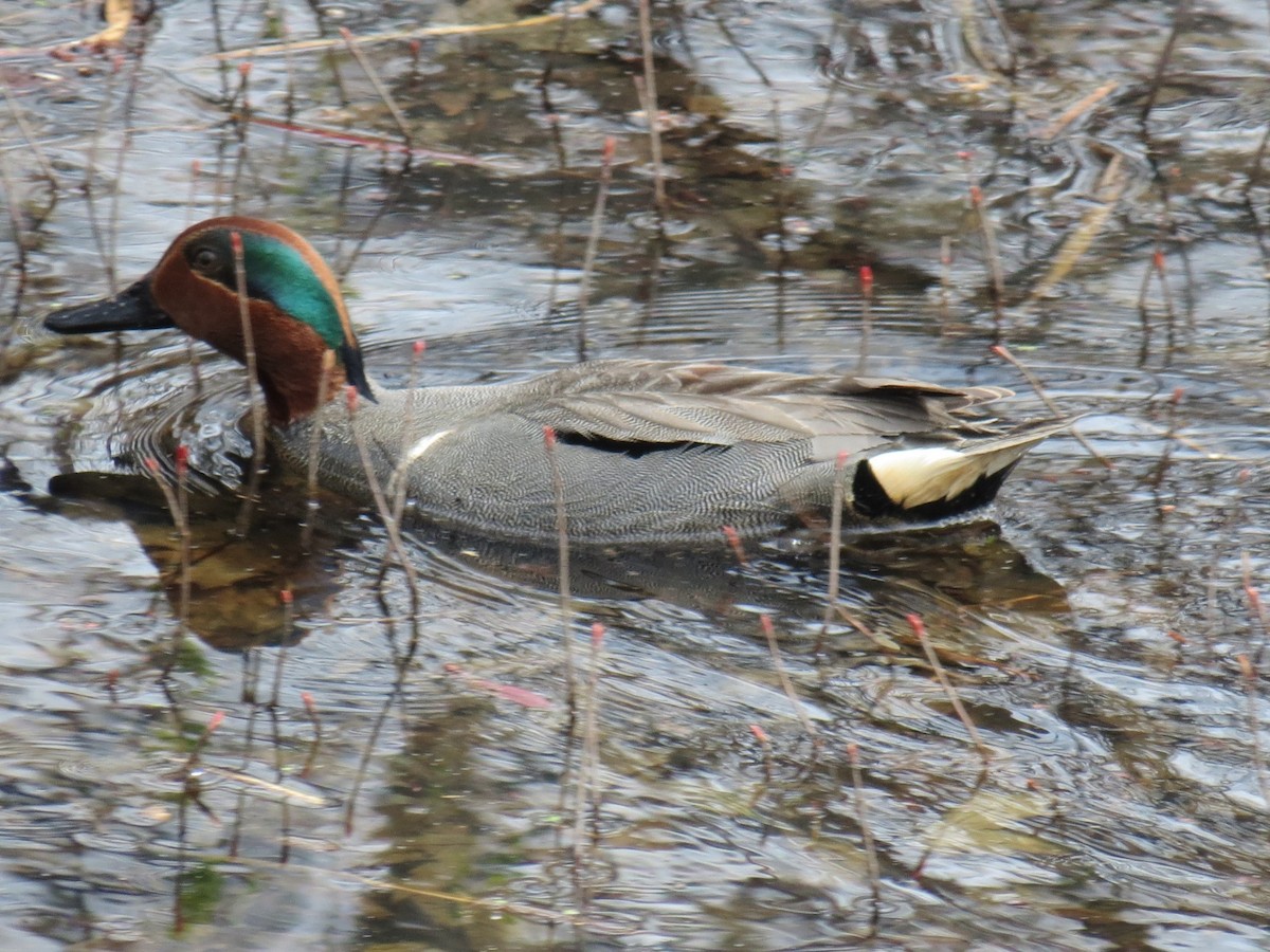 Green-winged Teal - ML619572020