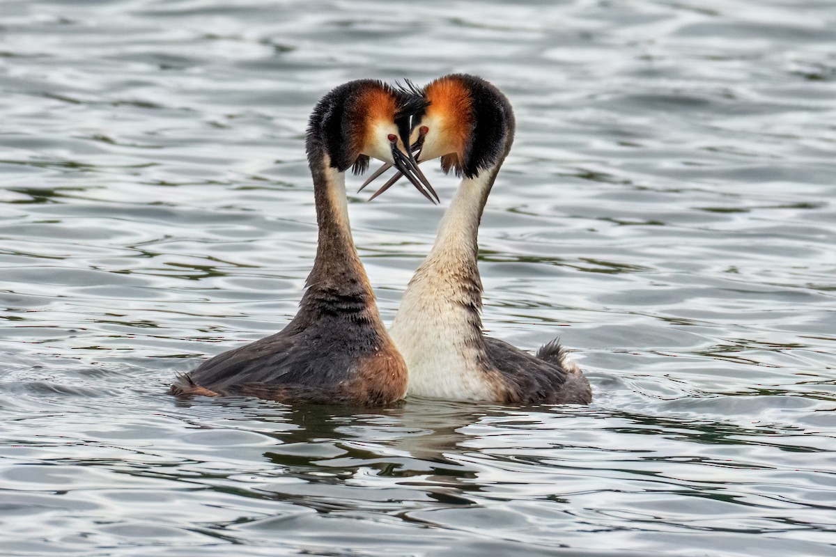 Great Crested Grebe - ML619572062