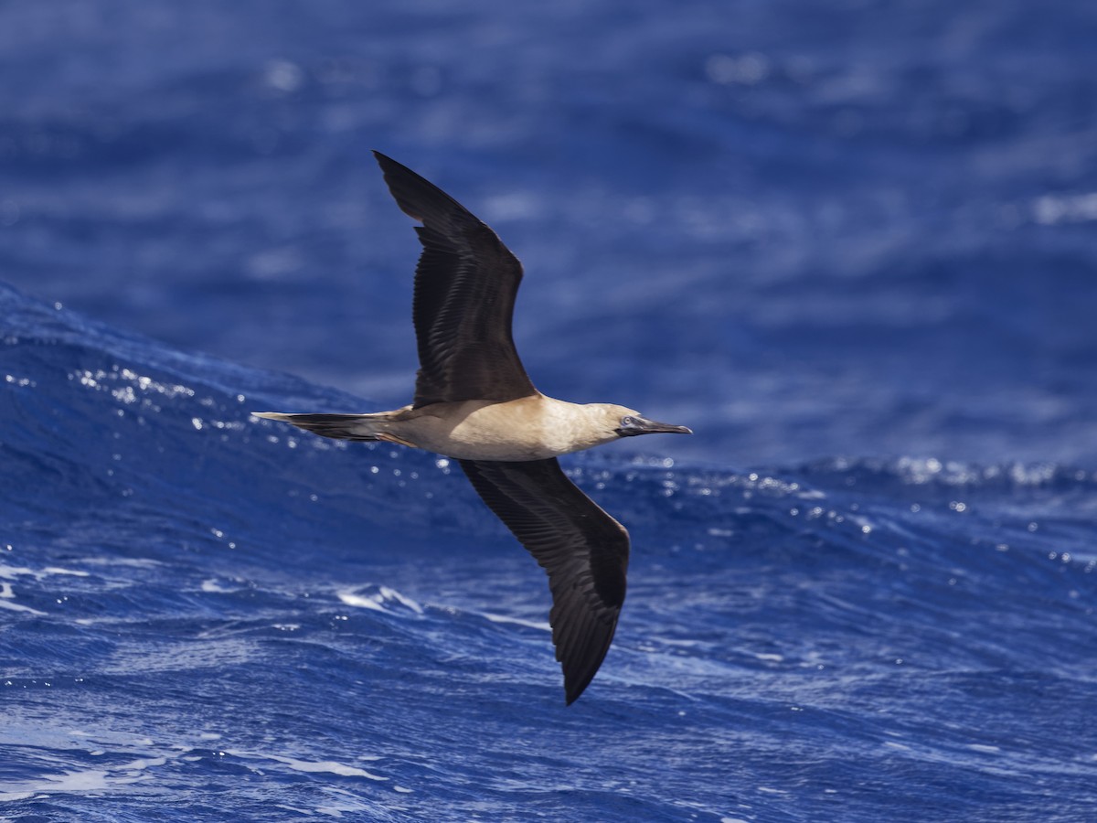 Red-footed Booby - ML619572076