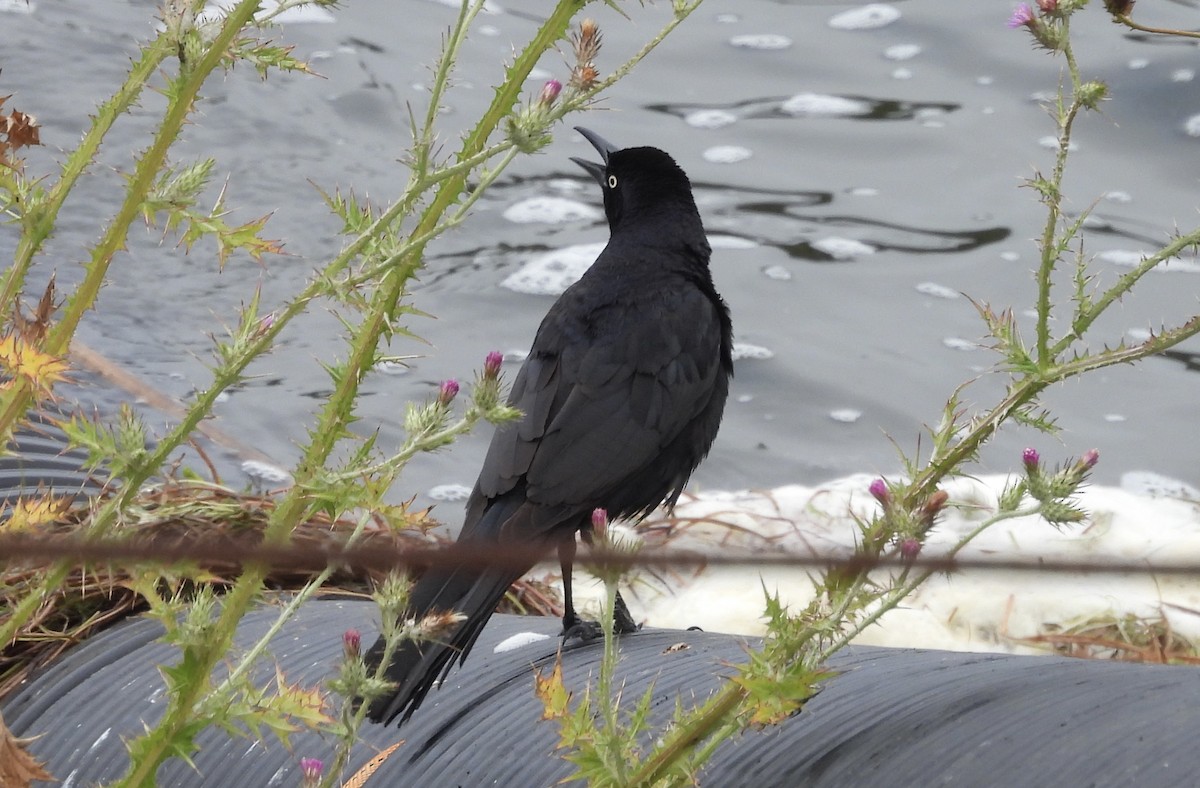 Great-tailed Grackle - ML619572129