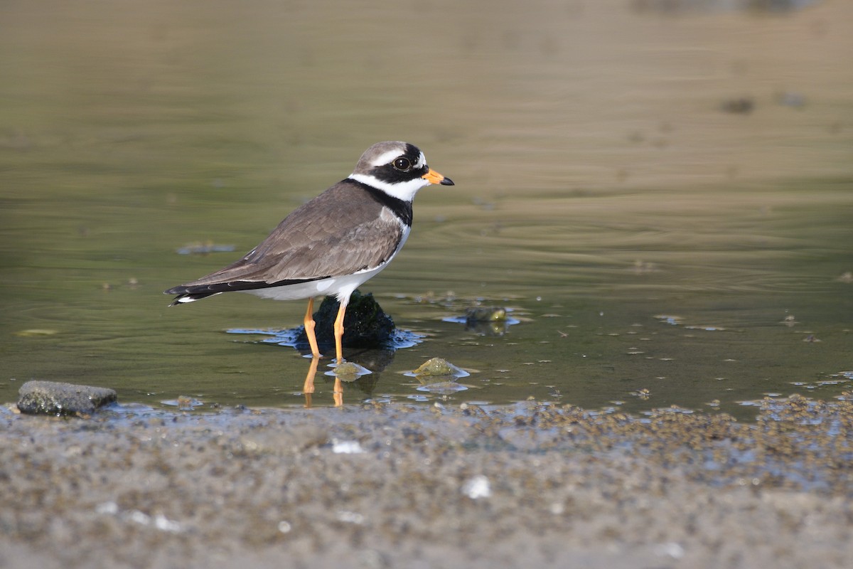 Common Ringed Plover - ML619572135