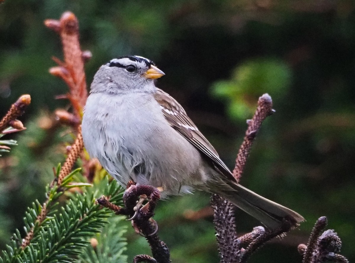 White-crowned Sparrow - ML619572138