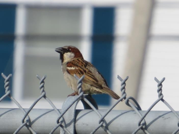House Sparrow - ML619572153