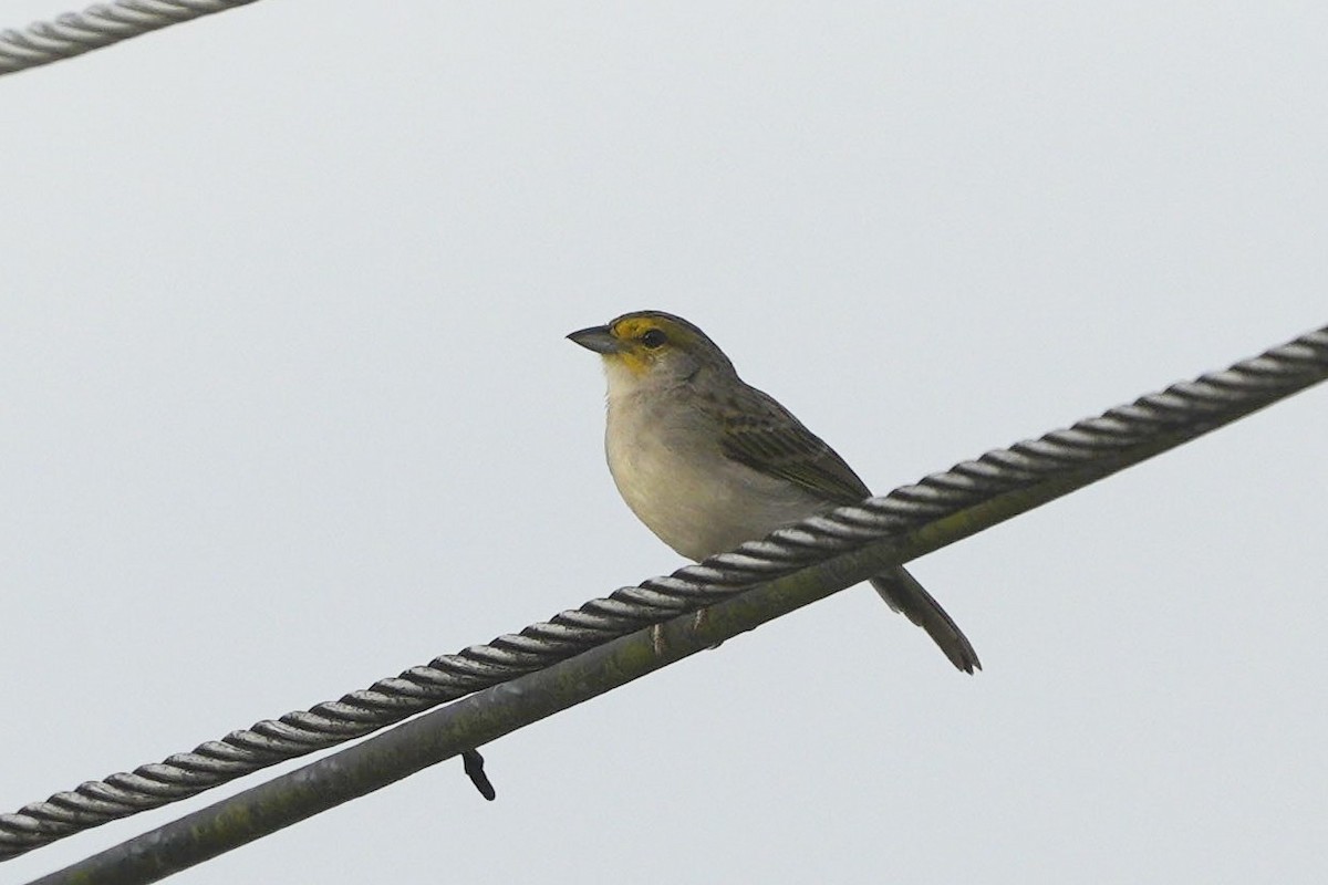 Yellow-browed Sparrow - ML619572175