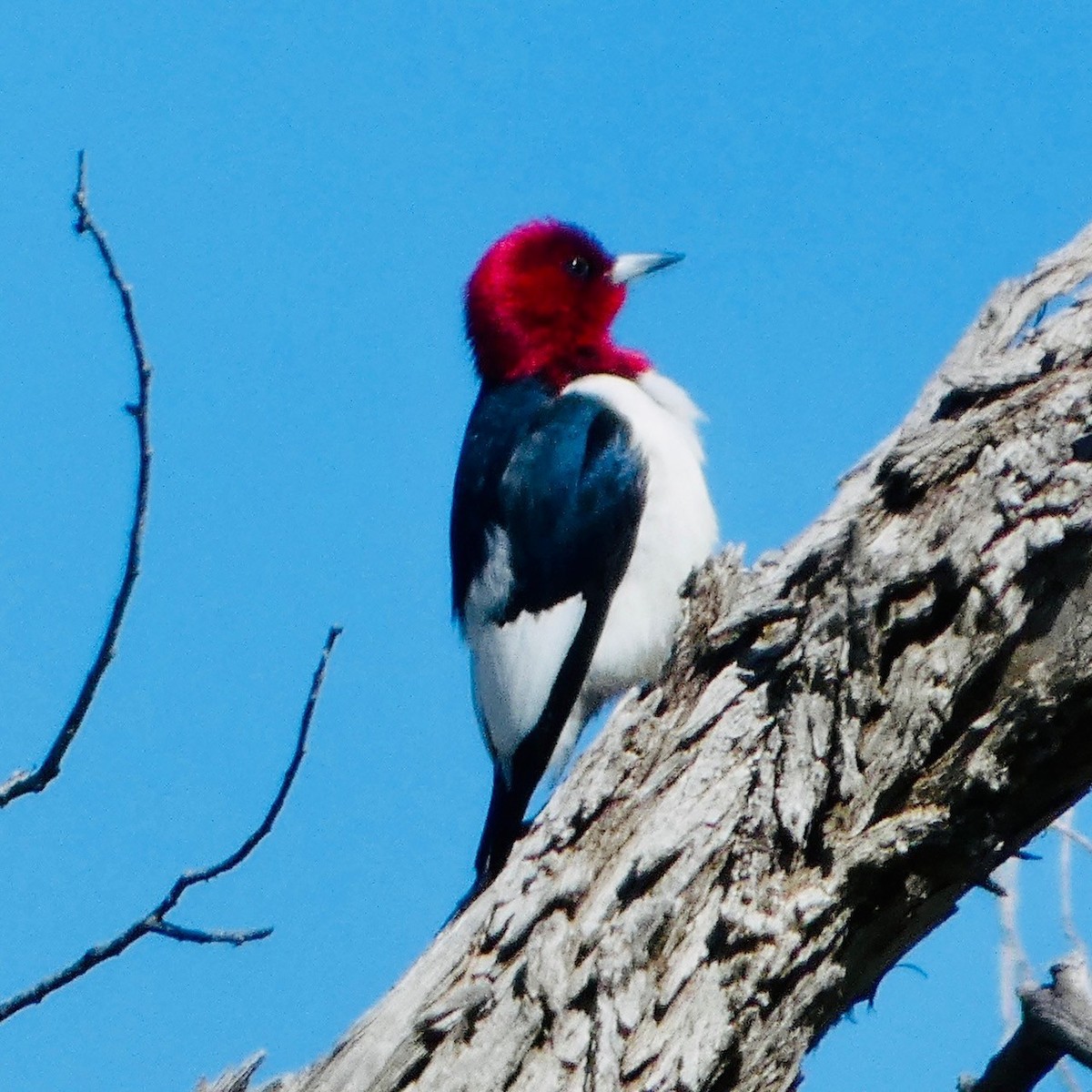 Red-headed Woodpecker - ML619572192