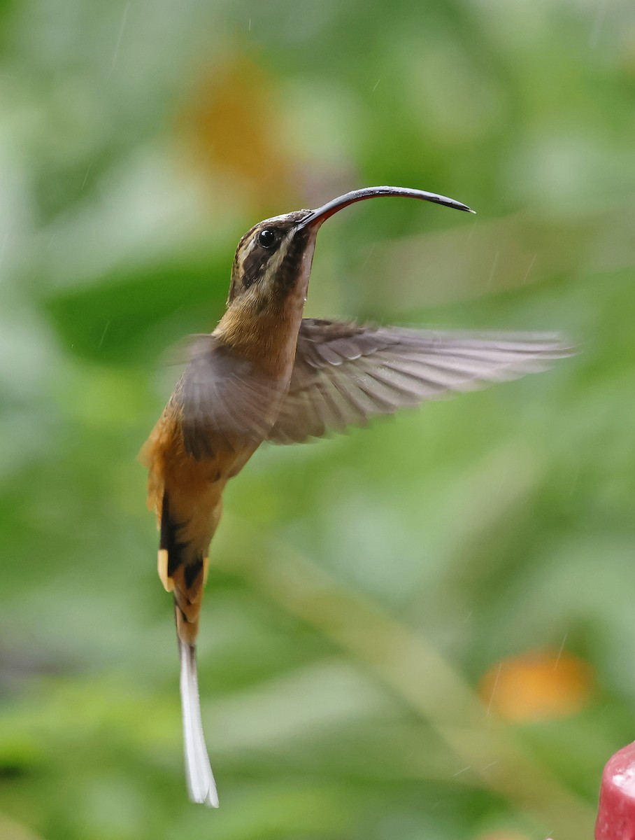 kolibřík dlouhoocasý - ML619572280