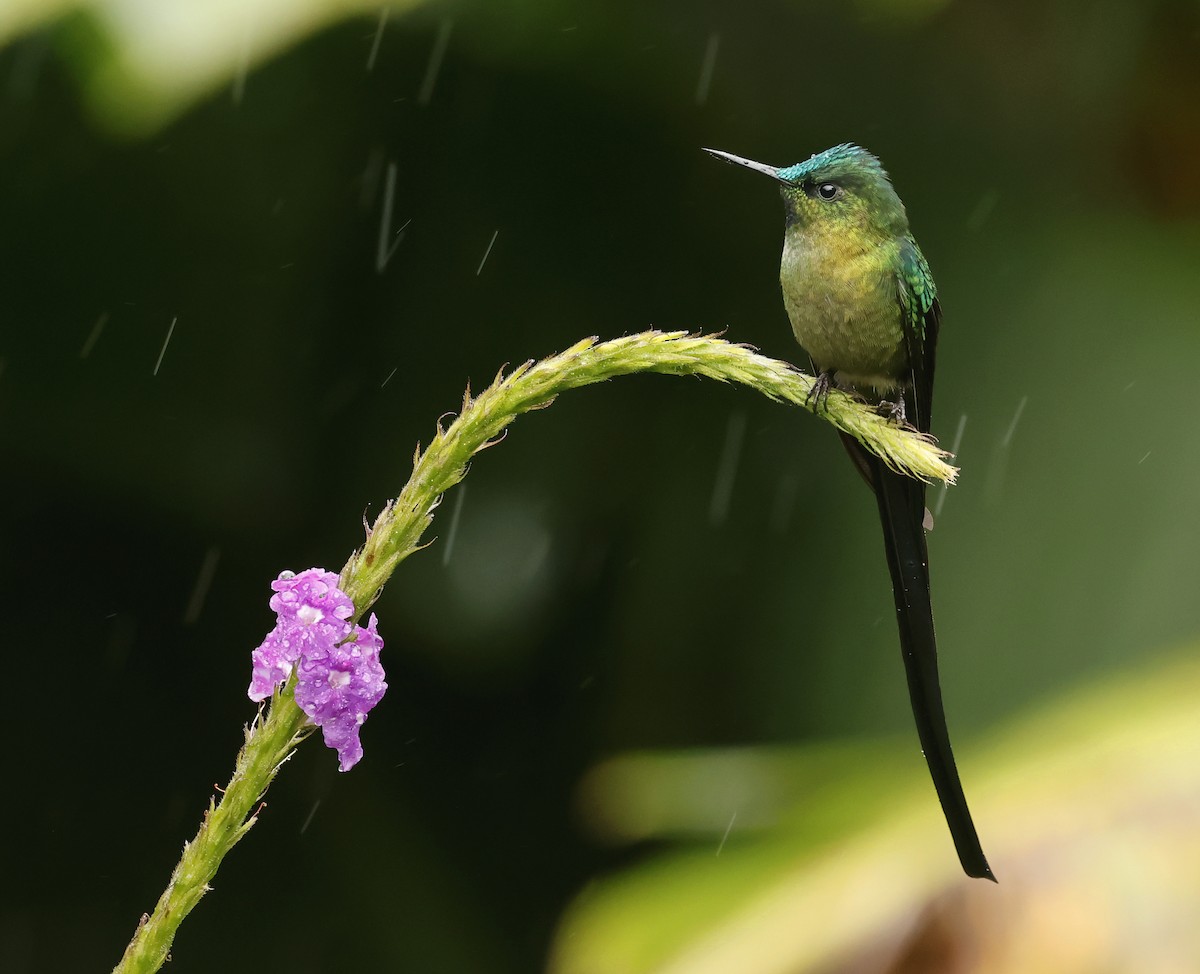 Long-tailed Sylph - ML619572283
