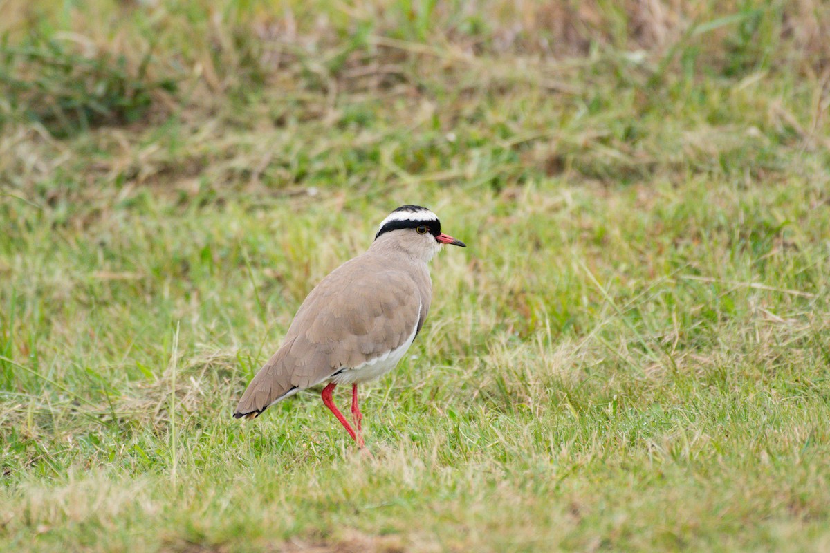 Crowned Lapwing - ML619572318
