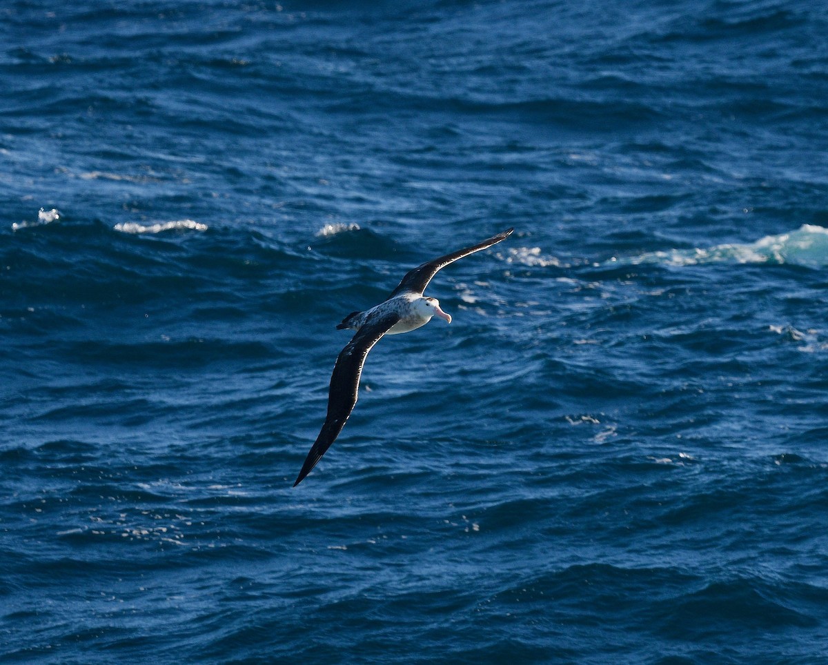 Snowy/Tristan/Antipodean Albatross - ML619572331