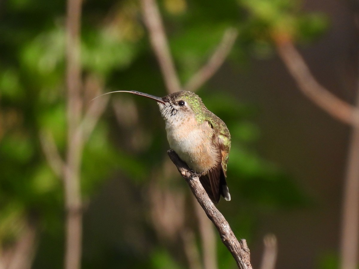 Calliope Hummingbird - ML619572355