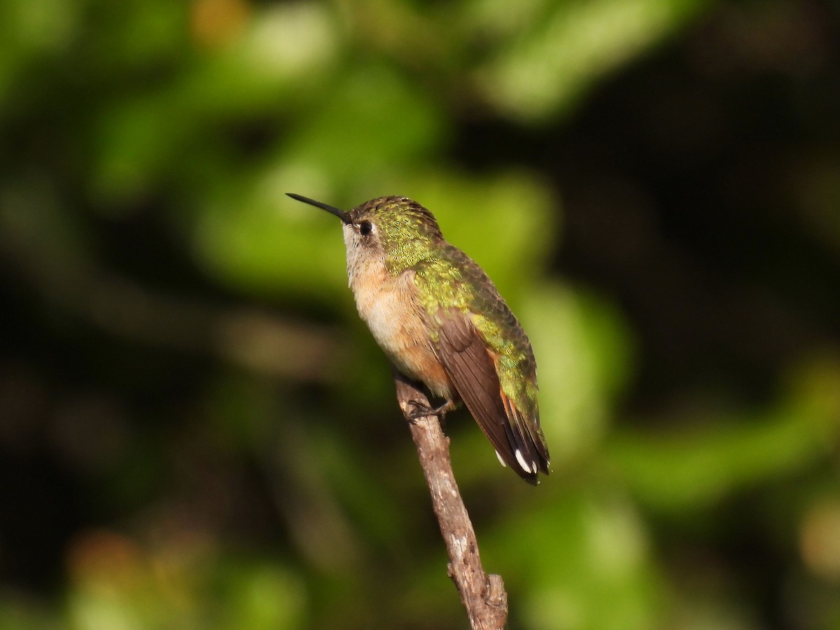 Calliope Hummingbird - ML619572356