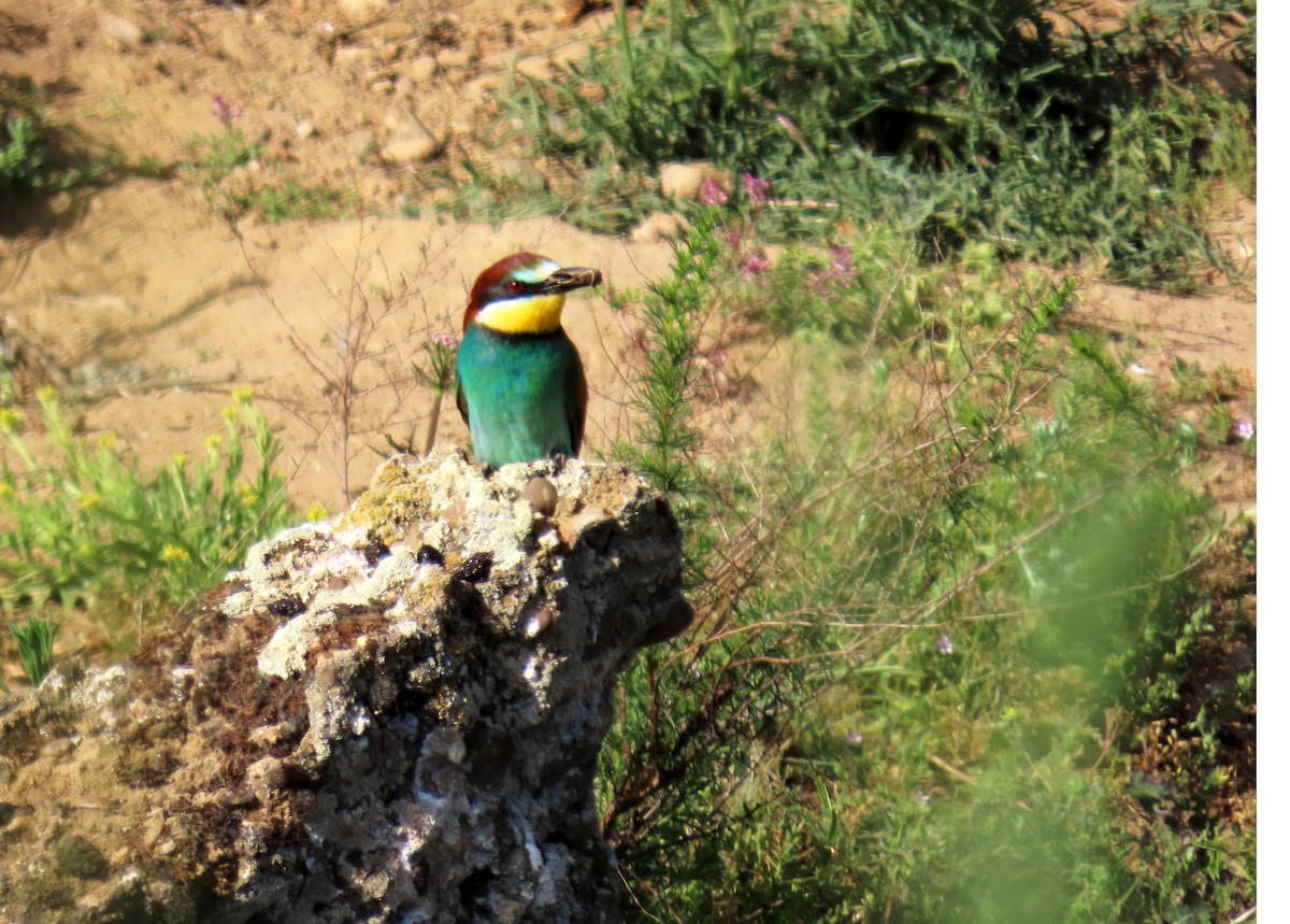European Bee-eater - ML619572401