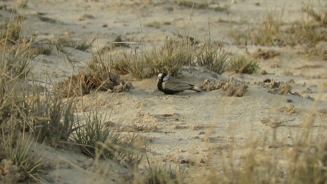 Black-crowned Sparrow-Lark - ML619572448