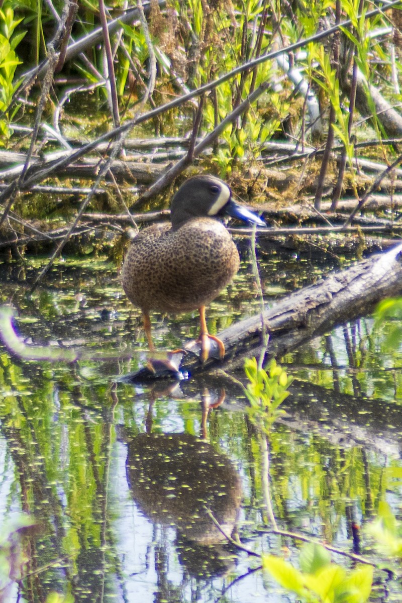 Blue-winged Teal - ML619572450