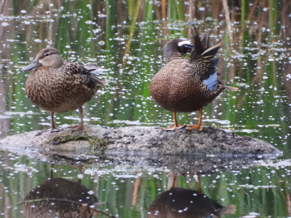 Blue-winged Teal - ML619572482