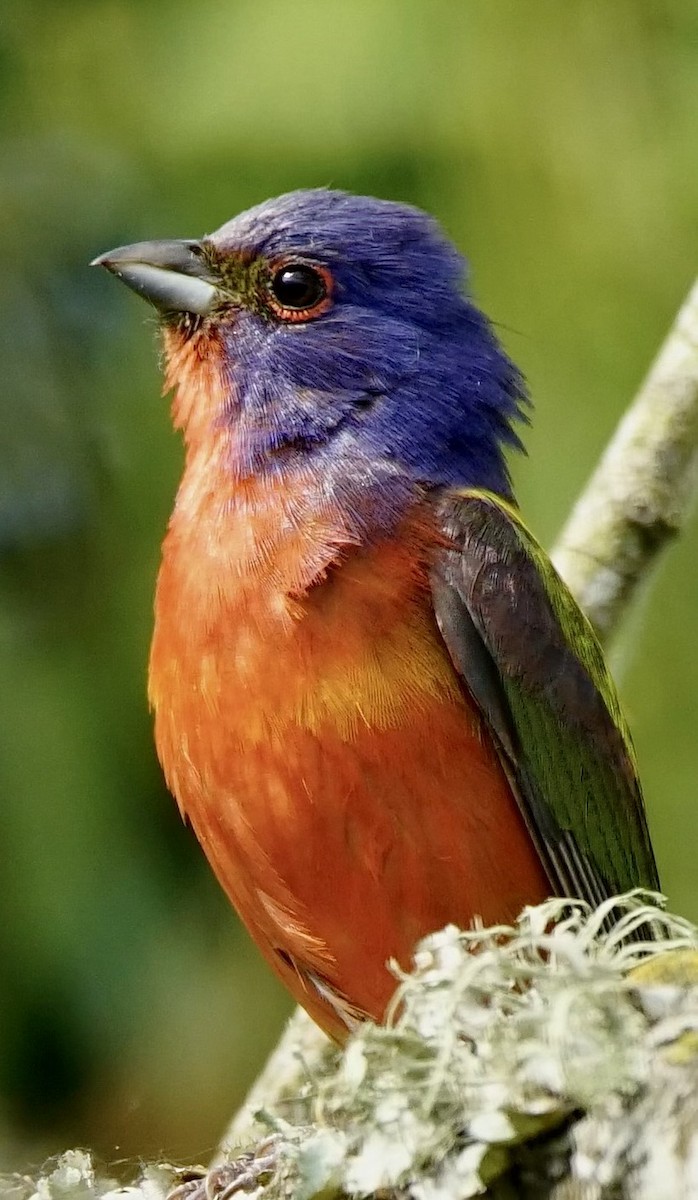 Painted Bunting - ML619572493